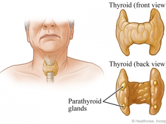 Paratiroid